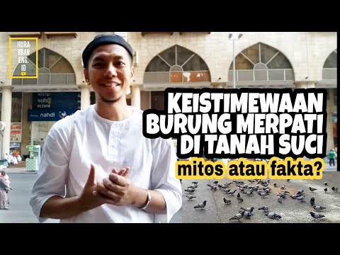 Jalan Bareng #1 (Mekah): Kenapa Burung Merpati Di Tanah Suci Mendapatkan "Special Treatment" ?