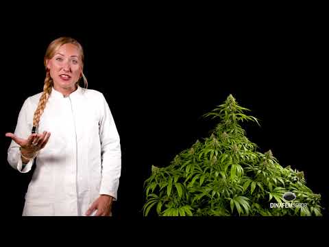 Critical Mass CBD feminized marijuana strain by Dinafem Seeds