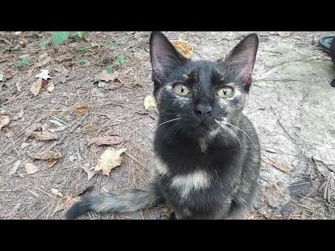124- Heart Melting Feral Tortoiseshell Kitten💘 #cutecats
