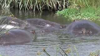Hippos