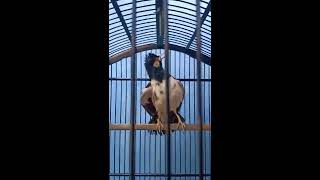 Download lagu JALAK SUREN GACOR ISIAN MURAI BATU mp3