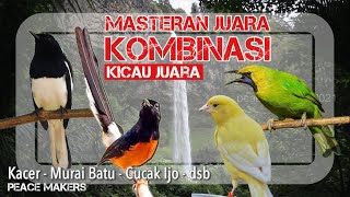Download lagu Masteran Kombinasi Bikin Kicau Juara - Masteran Murai, Kacer, Cucak Ijo, Cungkok, Kenari, Love Bird mp3 Download lagu Masteran Kombinasi Bikin Kicau Juara - Masteran Murai, Kacer, Cucak Ijo, Cungkok, Kenari, Love Bird mp3