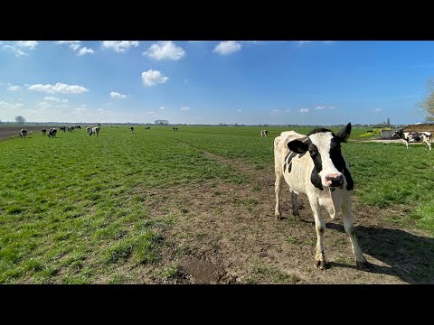 Koeiendans 2022 | Cows going outside for the first time in 2022 | Die Kuhe durfen wieder raus 2022