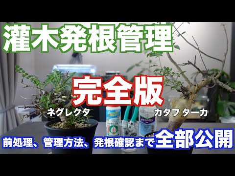 Festuca arvernensisについて詳しく解説