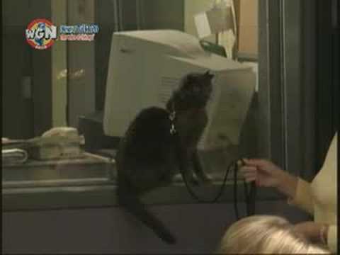 WGN Radio - Spike and Yoda the Four-Eared Cat