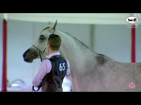 N 65 MEZNA AL ZOBAIR   Bahrain National and Straight Egyptian Championships 2023   Mares 4+ Years Ol