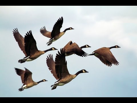 Lessons of the Geese