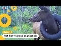 Eland na twee jaar verlost van autoband om zijn nek