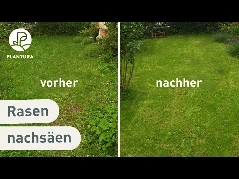 Rasen vertikutieren und nachsäen (Anleitung)