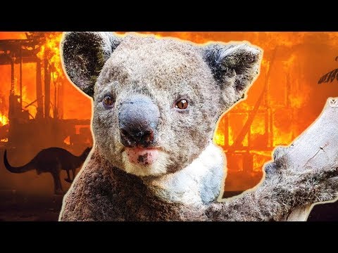 The Truth About the Australian Bushfires