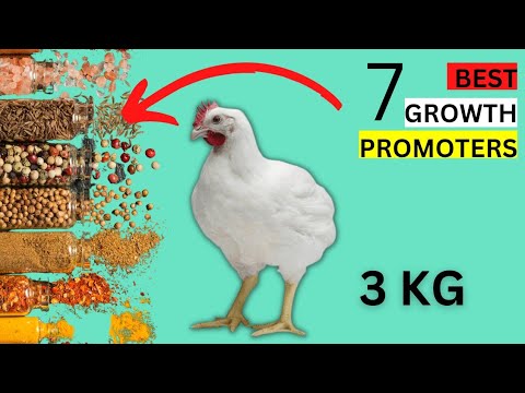 , title : 'The 7 SECRET NATURAL Chicken GROWTH PROMOTERS'