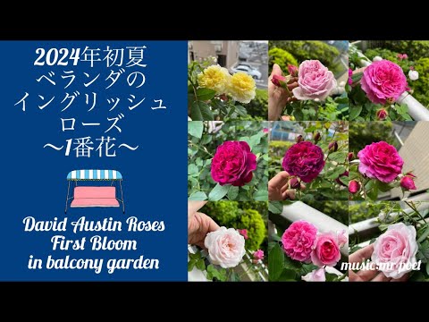 屋根付きのテラスまたはバルコニーのバスケット用に吊り下げられた多年生の顕花植物 5 つ  庭園