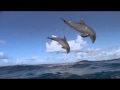 Dolphins The Wild Side