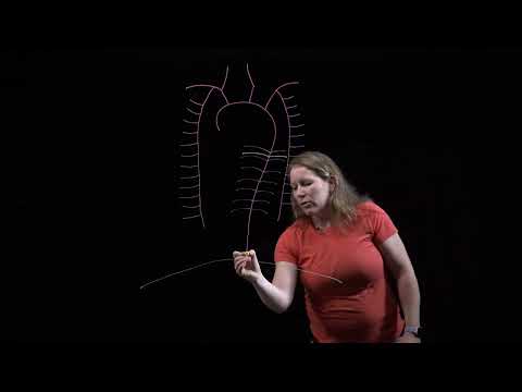Arteries of the Thorax