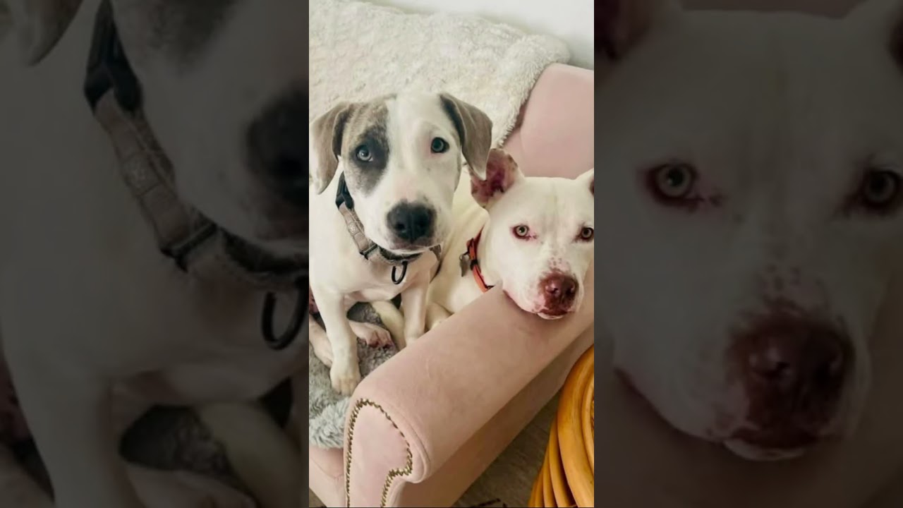 Enlarge Opal, a ADOPTABLE mixed breed in Citrus Heights, CA video 4/6