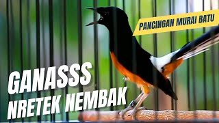 Download lagu MURAI BATU GACOR FULL ISIAN TEMBAKAN KASAR KRETEKAN GANAS AMPUH MEMANCING EMOSI MURAI BATU mp3