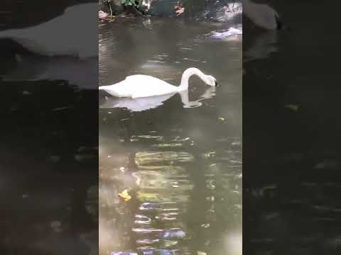 Turtles swimming are they kissing or fighting ?