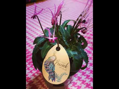 園芸 ヨーロッパシクラメン、パープルシクラメン、一般的なシクラメン、ピッグズローフ