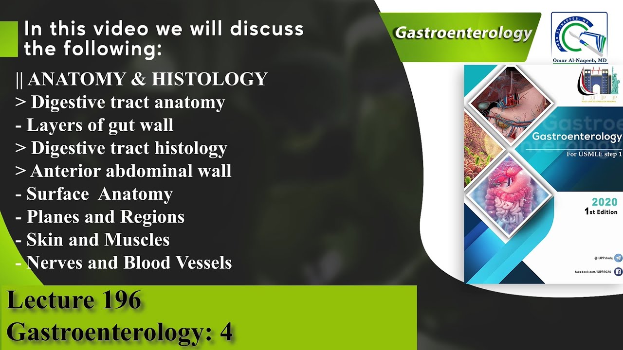 Digestive tract anatomy and histology | Anterior abdominal wall