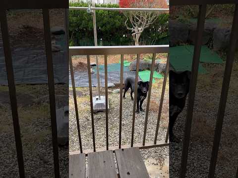 どの動物が庭に穴を掘っているのかを知るにはどうすればよいですか?これらのサインがあなたに教えてくれます！  庭園