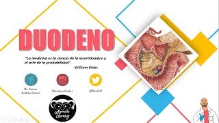 Anatomía - Duodeno (Relaciones, Porciones, Vasos y Nervios)