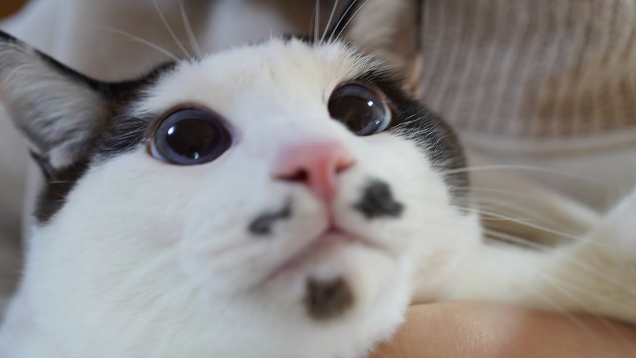 最近可愛かった猫たちを見てください