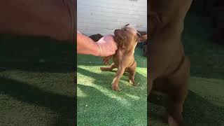 American Pitbull Terrier Dog Puppy Playing ▶️  #shorts #dog #dogs