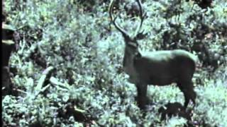 preview picture of video 'Lesné zvieratá - Čičmany (čiernobiely nemý film z 80. rokov)'