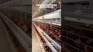 Download lagu Automatic H Type Layer Chicken Cage Poultry Farming Battery Cage System #chickencage mp3