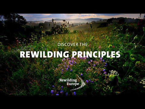 Rewilding Principles
