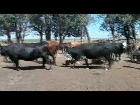Lote B015 - 20 vacas faena