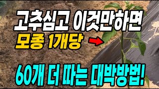 고추심고 이것만하면 모종1개당 60개씩 더 따는 대박방법! 작은텃밭 효율적으로 돌리는방법!