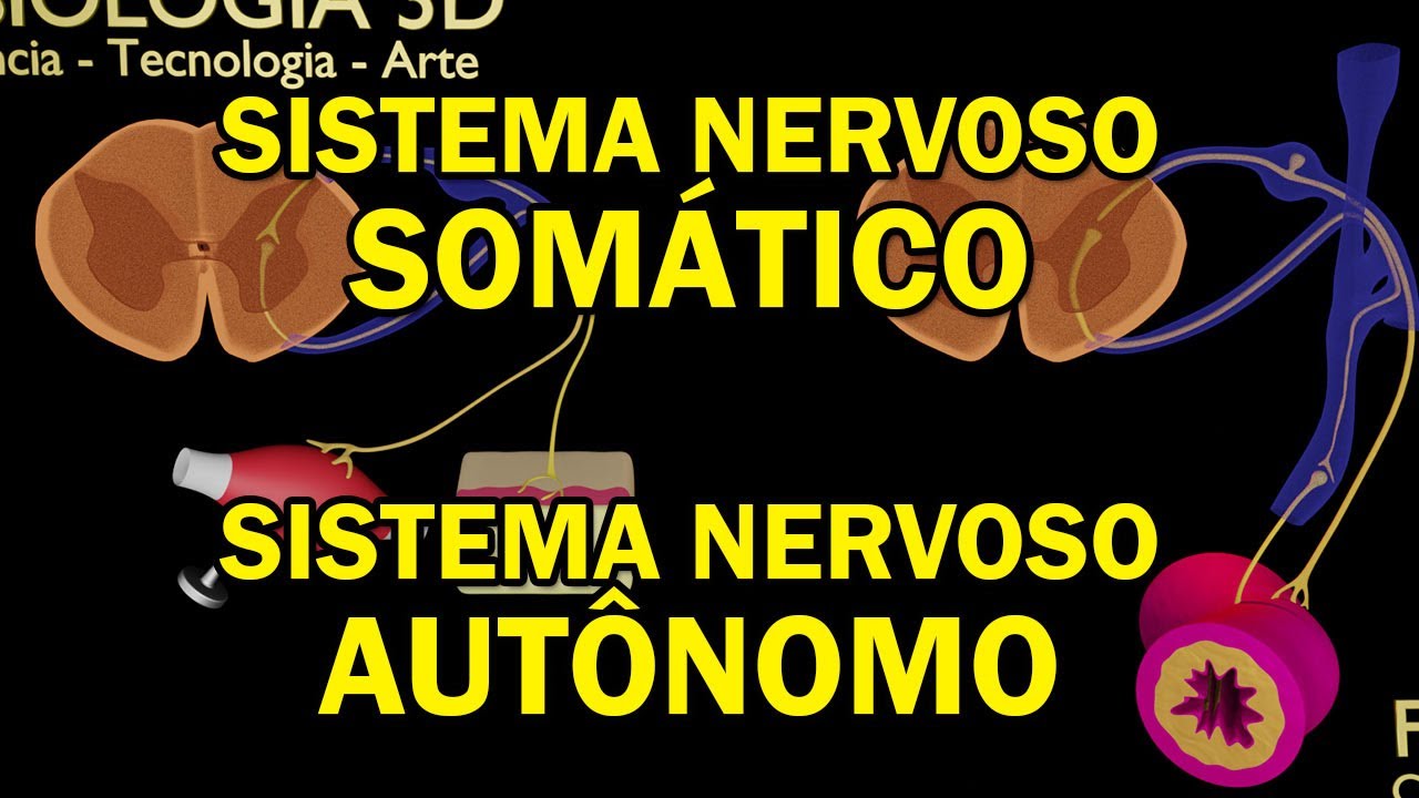 Comparação entre Reflexo Motor Somático e Reflexo Motor Autônomo