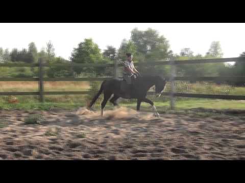 Horses : Keisijs ( For Sale )