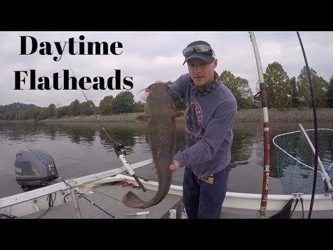 Catching Flathead Catfish on FRESH Bait During The Day