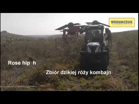 Co Maska na wypadanie włosów Olej łopianu z pieprzem spala włosy