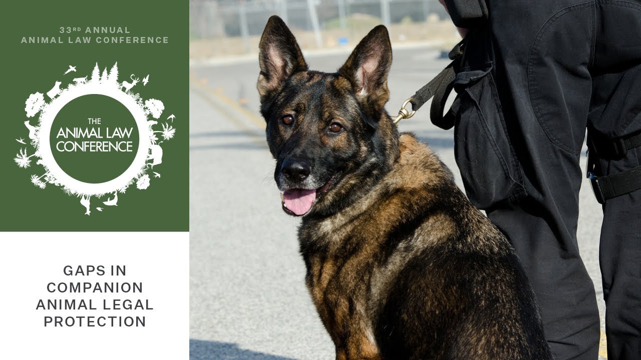 Gaps in Companion Animal Legal Protection