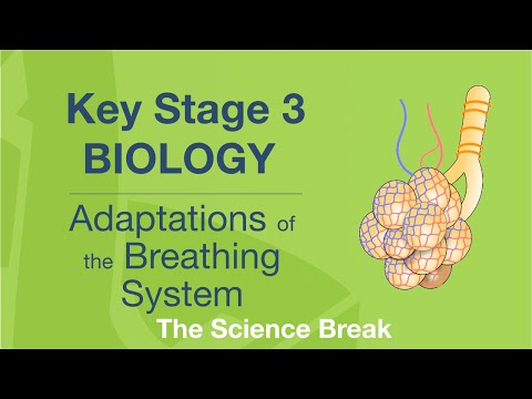 Key Stage 3 Science (Biology) - Adaptations of the Breathing System