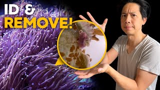 Euphyllia Eating Flatworm? How to remove them from Torch Coral!