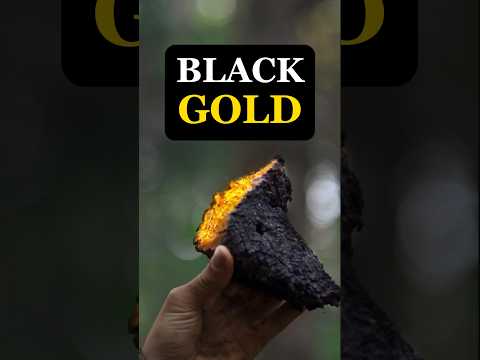 A Forest Treasure: Chaga Mushroom Tea!