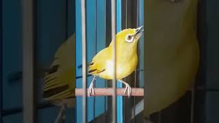 Download lagu TEMBAKAN PALING NGERI - PLECI BARA - MARKAS TJM #plecigacor mp3