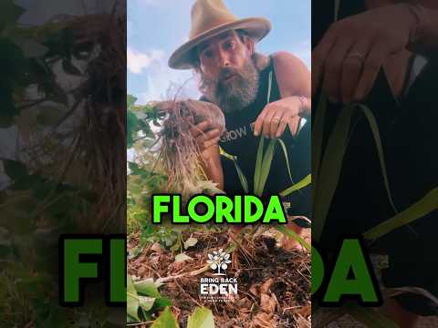 Top 5 Plants You Should Never Grow in Your Florida Food Forest #floridafoodforest #foodforest