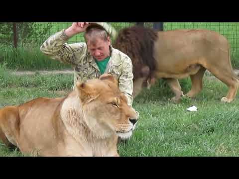 Казимир - тигролев сафари-парка Тайган! Tiger-lion Casimir