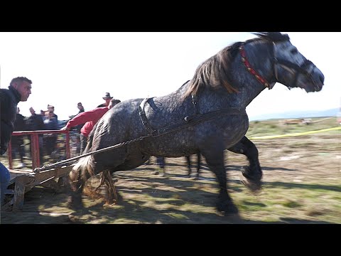 Alin's Stallions from Bistrița 1st place in doubles 2023