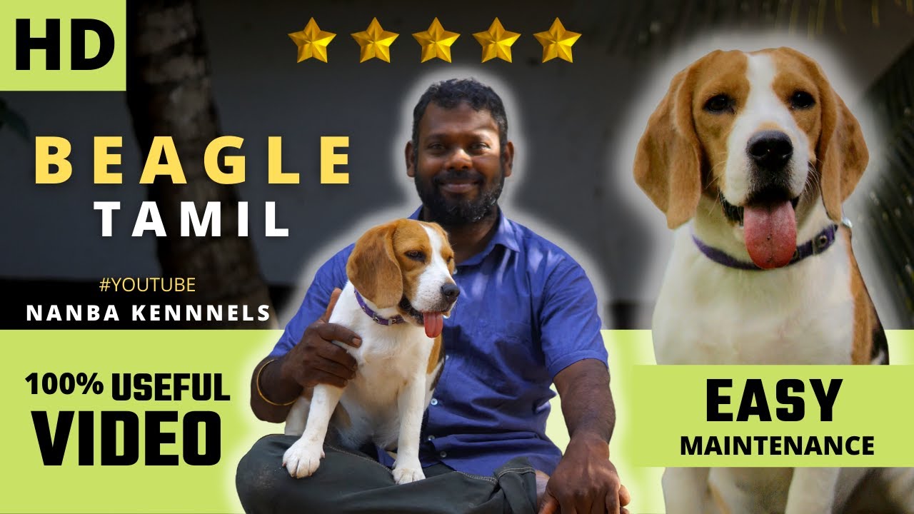 Watch video Beagle Dog Tamil | பீகிள் நாய் | 100% Worth Video | NANBA KENNELS Now Beagle Dog Tamil | பீகிள் நாய் | 100% Worth Video | NANBA KENNELS