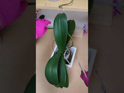 ケイキを失敗せずに育てるには？新しい蘭を育てる正しい方法  庭園