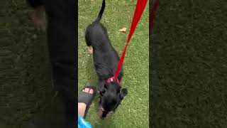 Video preview image #1 Mutt Puppy For Sale in Corona, CA, USA