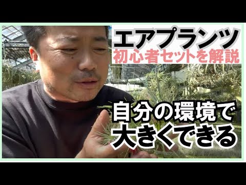 土を使わずに植物を植える: 私のティランジアが乾燥してしまうのはなぜですか?よくある4つの原因＋エアガールを復活させるにはどうすればいい？  庭園