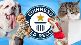 Download lagu 10 Cutest Animals with World Records mp3