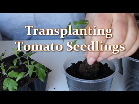 , title : 'Transplanting Tomato Seedlings in this way: How to Transplant Tomatoes | Alexa's Garden'